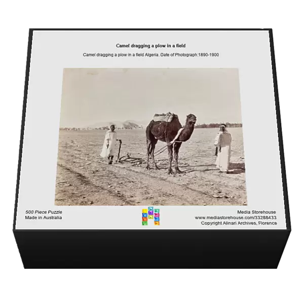 Camel dragging a plow in a field