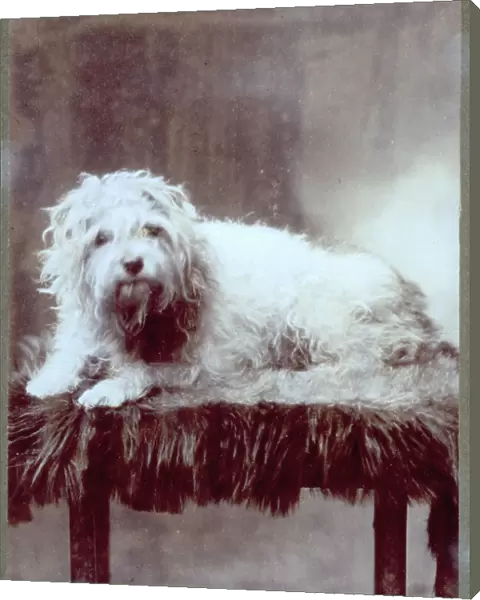 Small dog, with a long thick coat, curled up on a small table