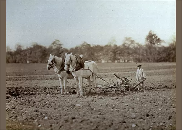 Couple of horses plowing a field