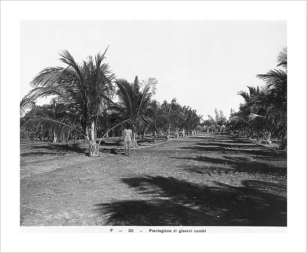 A coconut plantation in Somalia