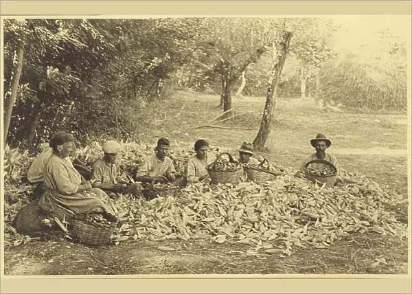Peasants during the cleaning of the ears of corn