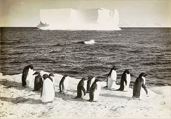 Penguins on an iceflow