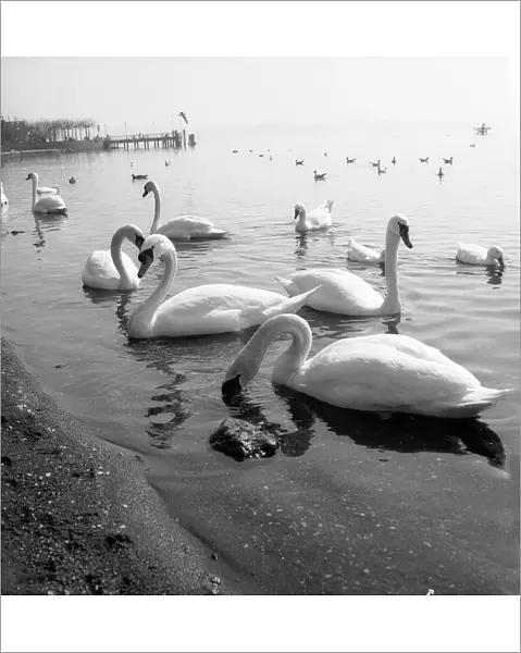 Swans in the sea in Trevignano