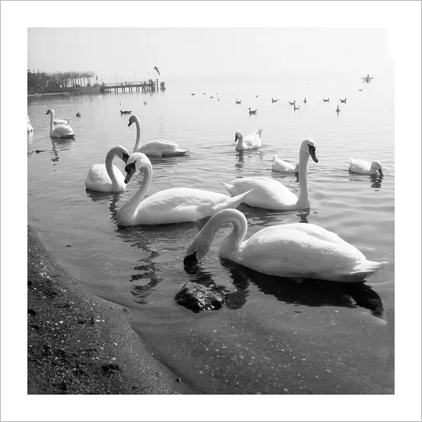 Swans in the sea in Trevignano