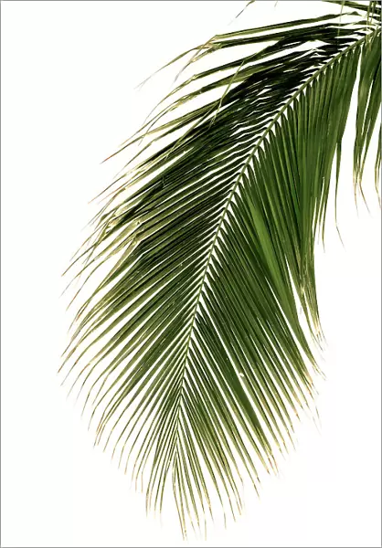 Single tropical palm elegantly hanging from palm tree