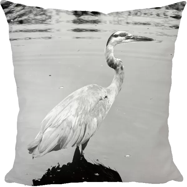 Artistic portrait of the Great Blue Heron