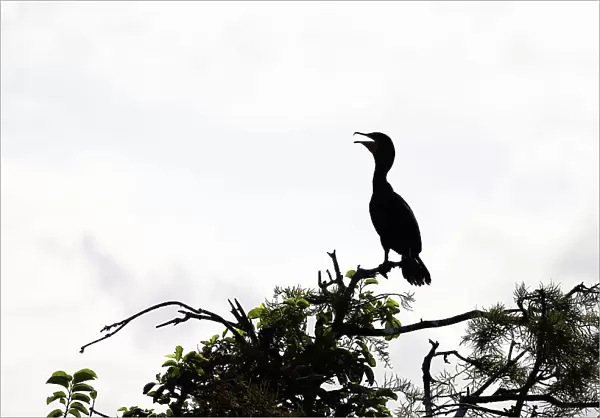 Silhouette of a double-crested Cormorant, Nannopterum auritum