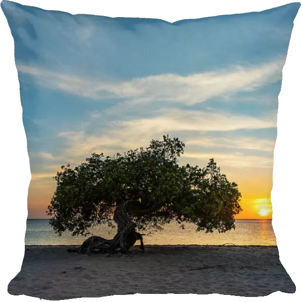 Aruba, Eagle beach scene with Fofoti tree