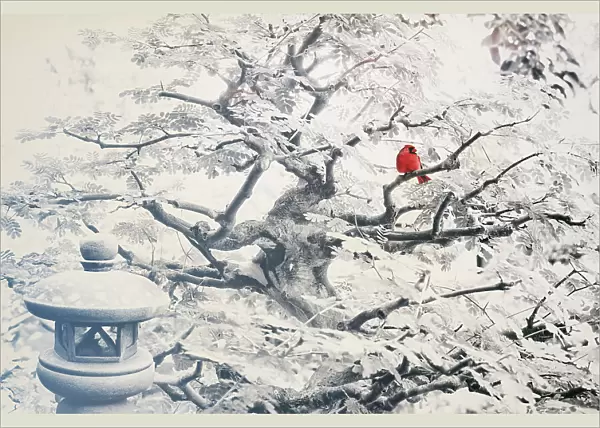Zen theme with cardinal perched on tree branch, Japanese lantern
