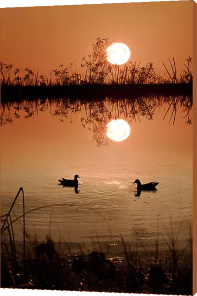 Two Moorhens at sunset
