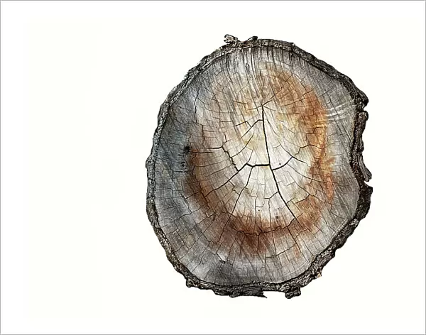 Cross section of cut tree branch against a white background