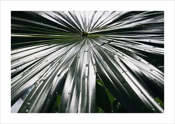 Closeup of waterdrops on palm leaf