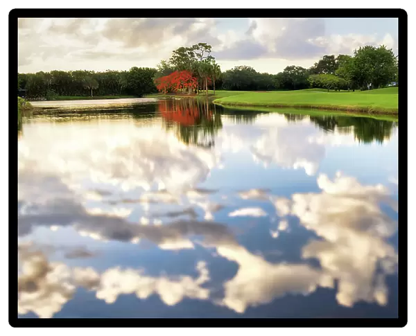 Royal Poinciana tree over lake with reflected clouds