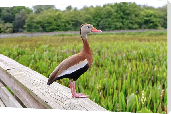 Florida, Boynton Beach, Green Cay Nature Center & Wetlands, Black-Bellied Whistling-Duck