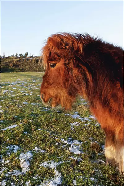Shetland pony, Scotland, Highlands