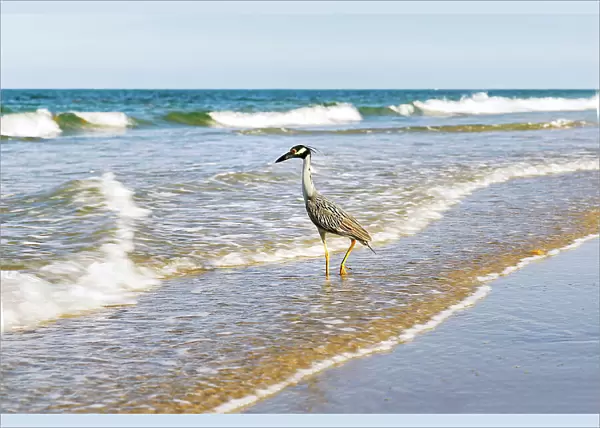 Grey heron on beach