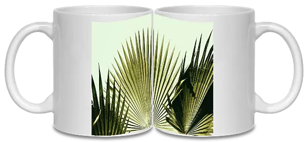 Fan palm trees