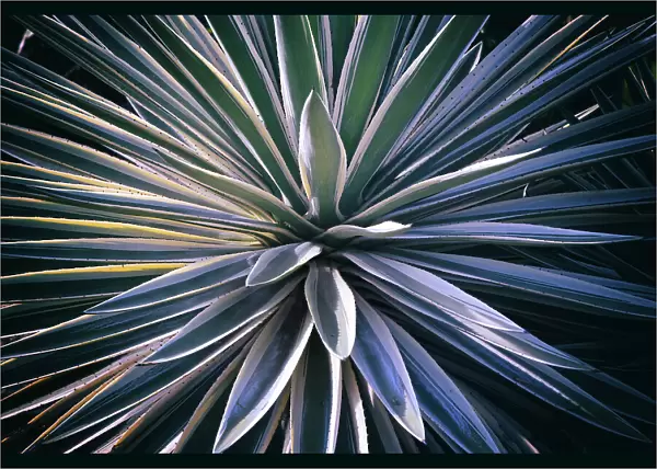 Closeup of Agave plant