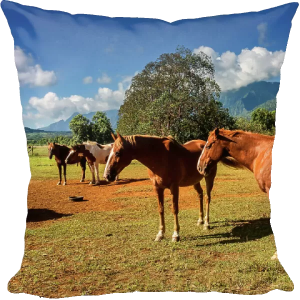 Hawaii, Kauai, Princeville Ranch Horseback Adventures