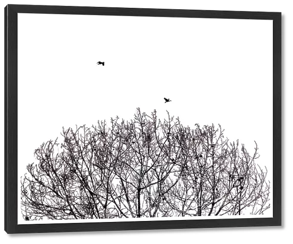 Abstract of tree branches and birds