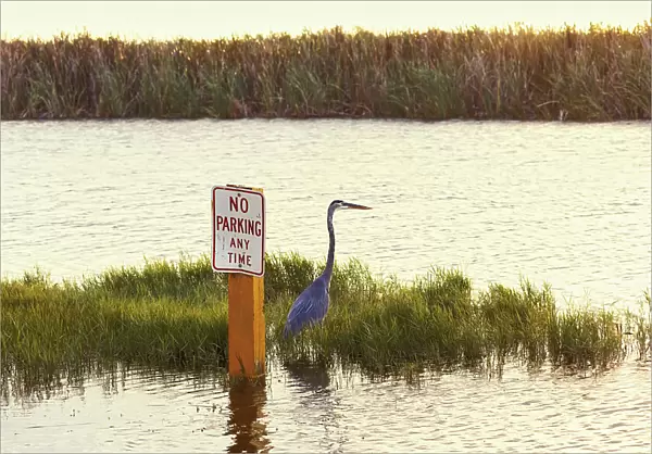 Great Blue Heron standing next to a No Parking Any Time sign