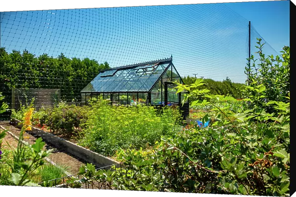 Rhode Island, Newport, Hydrangea garden with greenhouse on Ocean Avenue