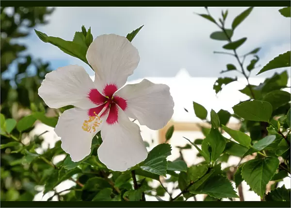 Bermuda, White Hibiscus flower
