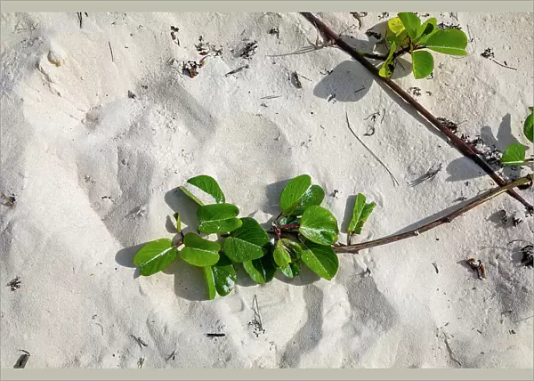 Bermuda, Beach, sand dune covered with creeping plants