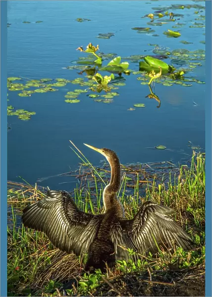 Florida, Miami, Everglades National Park, Anhinga or Water Turkey