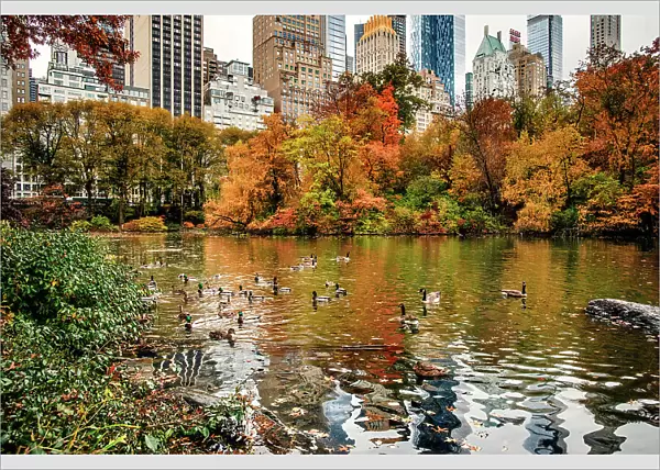 NY, NYC, Central Park, view of Skyline and Pond
