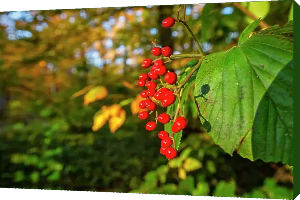 New York, Autumn Scene with Red Wild Hawthorn Berries