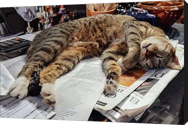 Cat sleeping on newspapers
