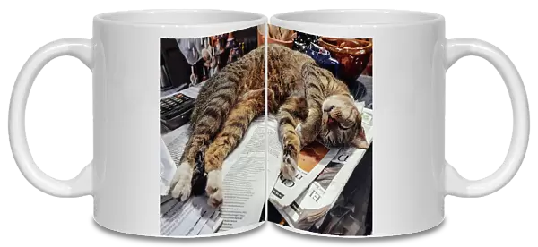 Cat sleeping on newspapers