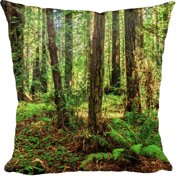 California, Humboldt Redwoods State Park, Giant Redwood trees
