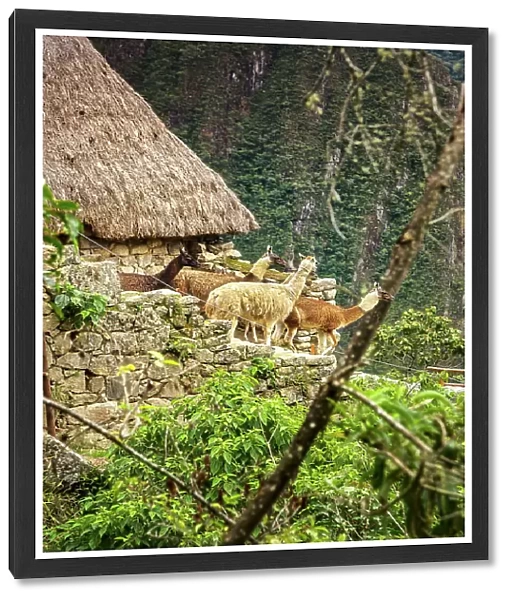 Peru, Machu Picchu ruins, detail of reconstructed hut and alpacas