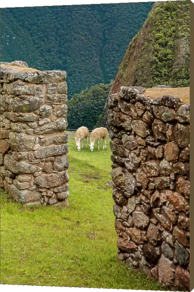 Peru, Machu Picchu ruins alpacas seen through ruins
