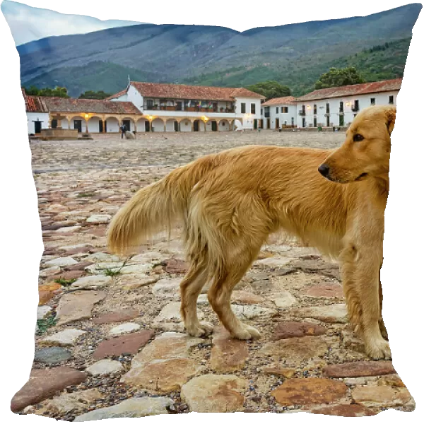 Colombia, Boyaca, Dog Standing in the Middle of Villa de Leyva Square