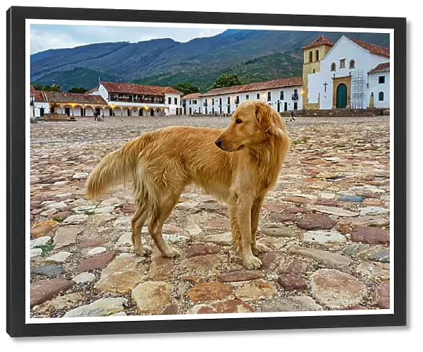 Colombia, Boyaca, Dog Standing in the Middle of Villa de Leyva Square
