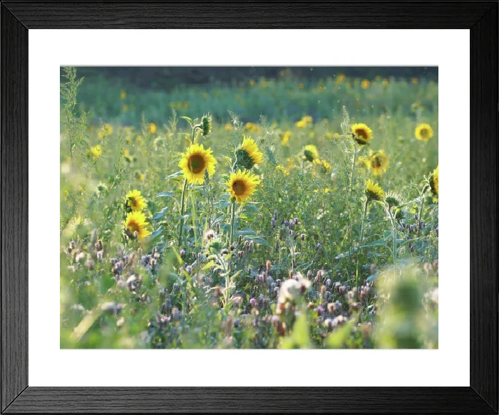 Framed Print : Bright Yellow Sunflower Print at Sunset Framed Print : Bright Yellow Sunflower Print at Sunset
