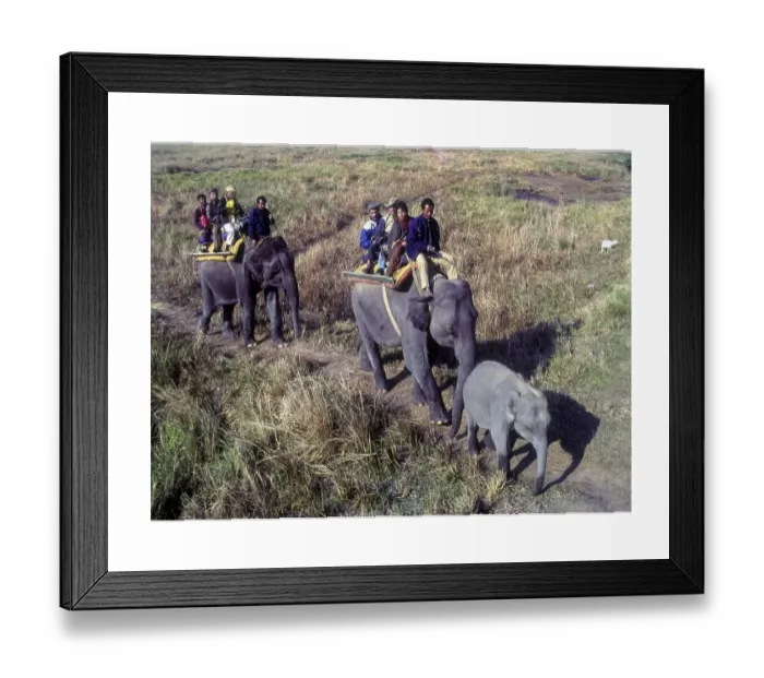 Framed Print : Elephant Back Safari Print at Kaziranga National Park Framed Print : Elephant Back Safari Print at Kaziranga National Park