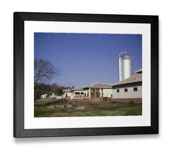 Framed Print : Silos and barns with grazing calves, Print Framed Print : Silos and barns with grazing calves, Print