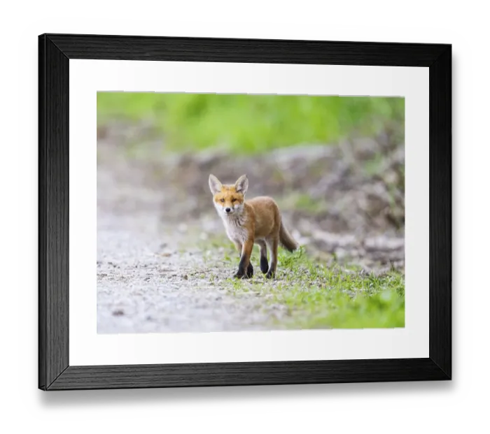 Framed Print : Fox (Vulpes vulpes) Print Framed Print : Fox (Vulpes vulpes) Print