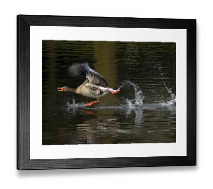 Framed Print : Graylag goose Print on Water