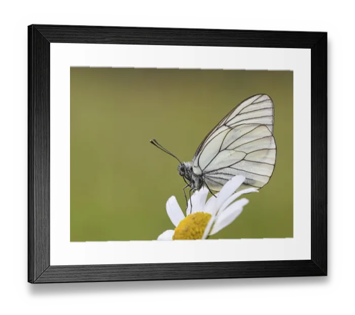 Framed Print : Tree White Butterfly Print on a Flower Framed Print : Tree White Butterfly Print on a Flower