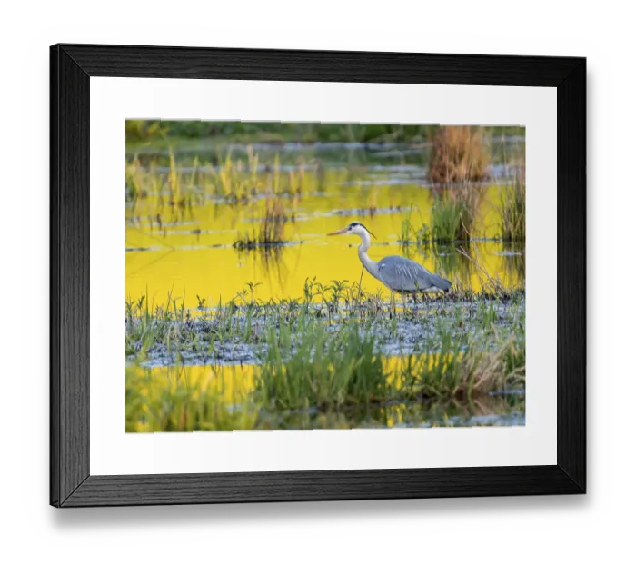 Framed Print : Grey Heron Print, Volcanic Eifel, Germany