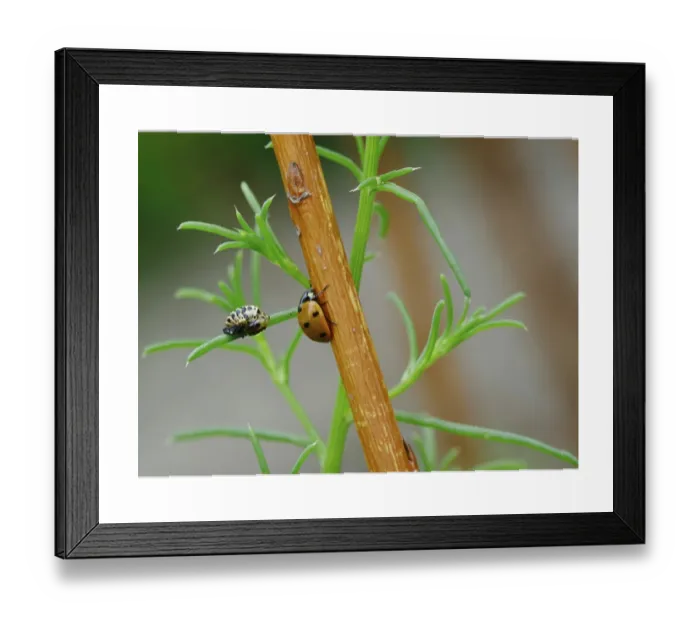 Framed Print : Ladybird Print: Summer Germany Europe Framed Print : Ladybird Print: Summer Germany Europe