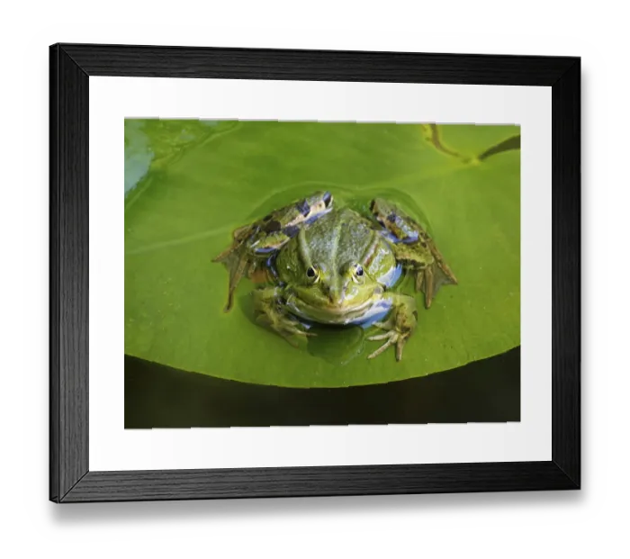 Framed Print : Frog in a Water Lily Pond Print, Germany, Europe