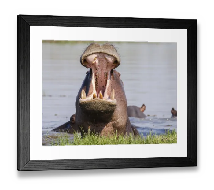 Framed Print : Hippo Large Teeth Print, Okavango Delta Framed Print : Hippo Large Teeth Print, Okavango Delta