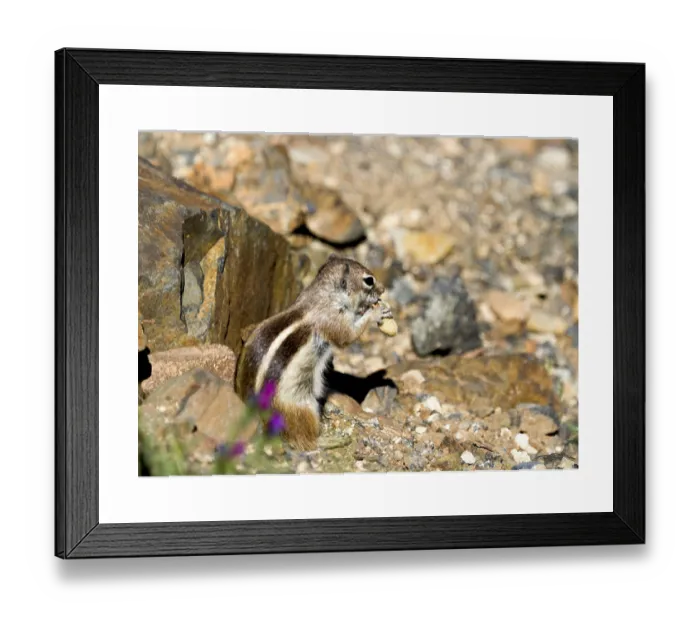 Framed Print : Barbary Ground Squirrel Print, Fuerteventura, Canary Islands Framed Print : Barbary Ground Squirrel Print, Fuerteventura, Canary Islands