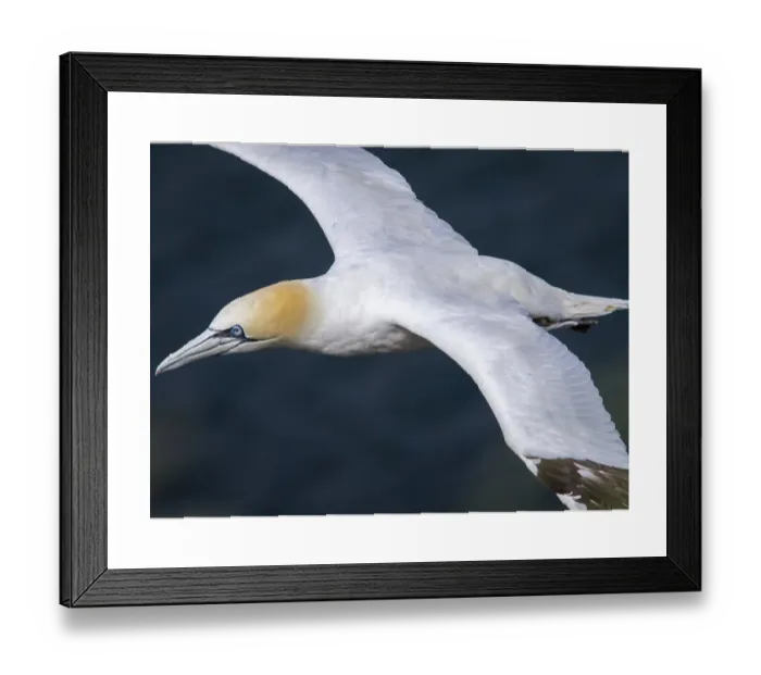 Framed Print : Northern Gannet in Flight, East Yorkshire Print